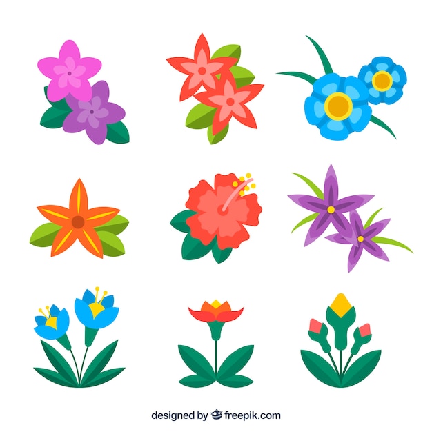 Free Vector tropical flowers collection with different colors