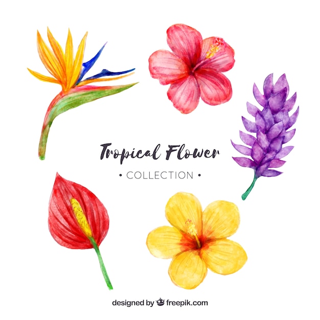 Tropical flowers collection