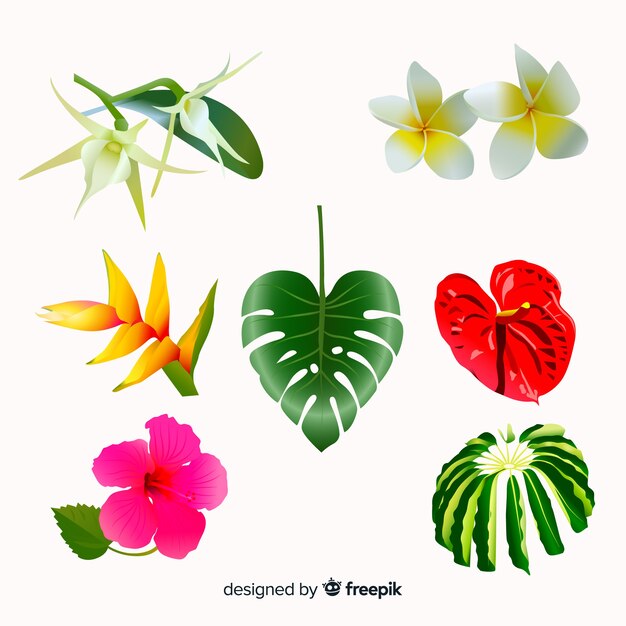 Tropical flowers collection