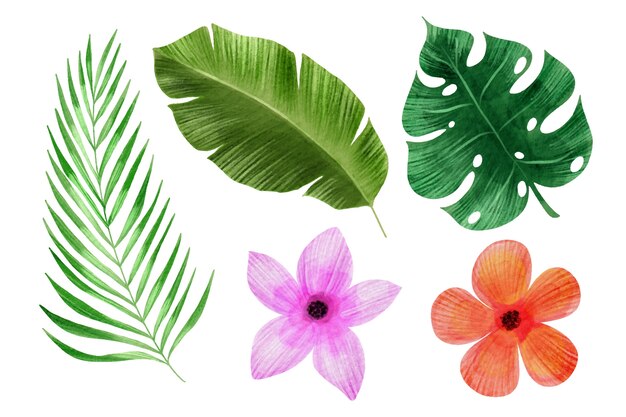 Tropical flowers and leaf collection