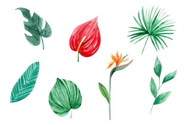 Tropical flowers and leaves collection