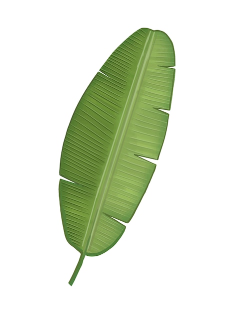 Tropical green banana leaf illustration