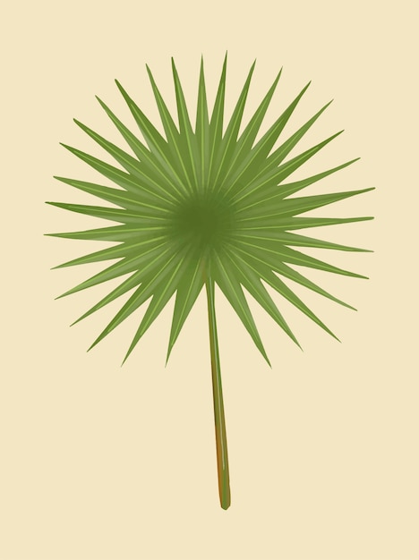 Free Vector tropical green fan palm leaf