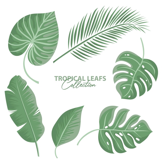 Tropical Leafs Collection isolated