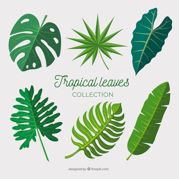 Free vector tropical leaves collection in flat design