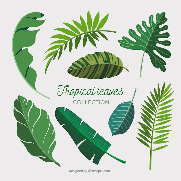 Free vector tropical leaves collection in flat design