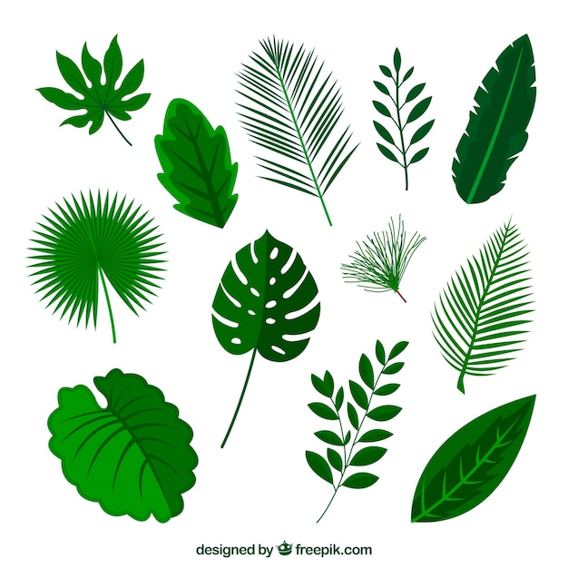 Tropical leaves collection in flat style