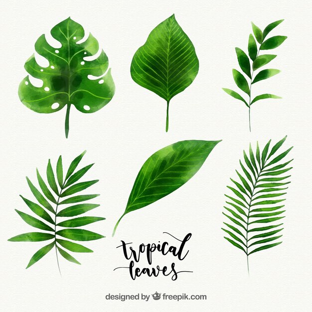 Tropical leaves collection in watercolor style