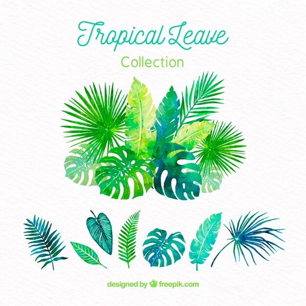 Tropical leaves collection in watercolor style