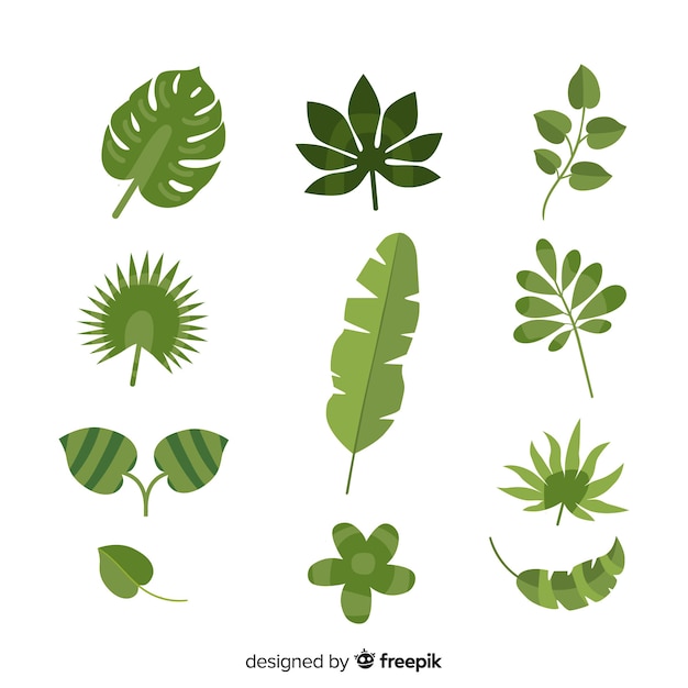 Tropical leaves collection