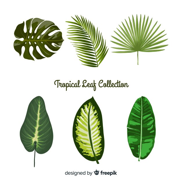 Tropical leaves collection