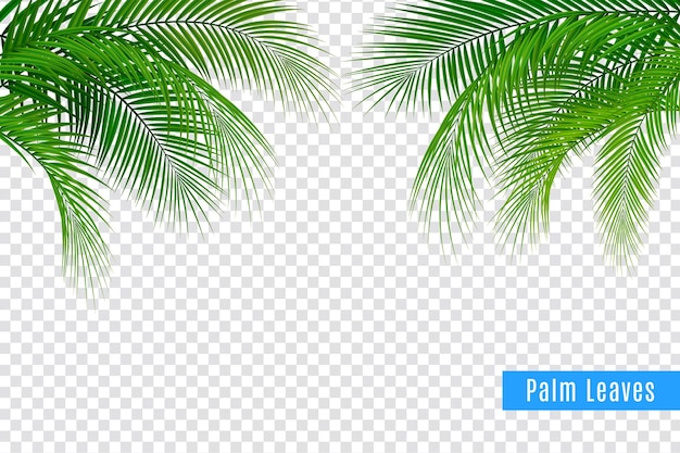 Free Vector tropical leaves palm branch realistic frame composition with transparent background and clusters of leaves with text