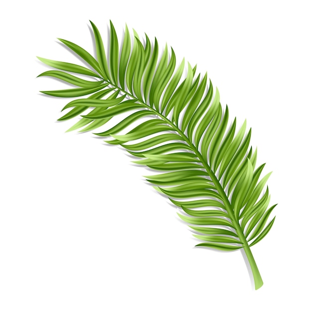 Free Vector tropical palm leaf isolated on white background realistic green summer plant vector illustration