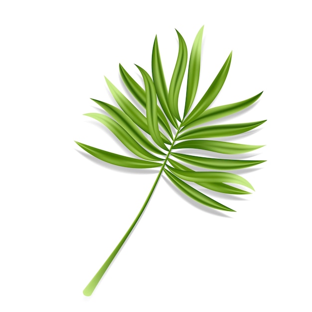 Tropical palm leaf isolated on white background Realistic green summer plant Vector illustration