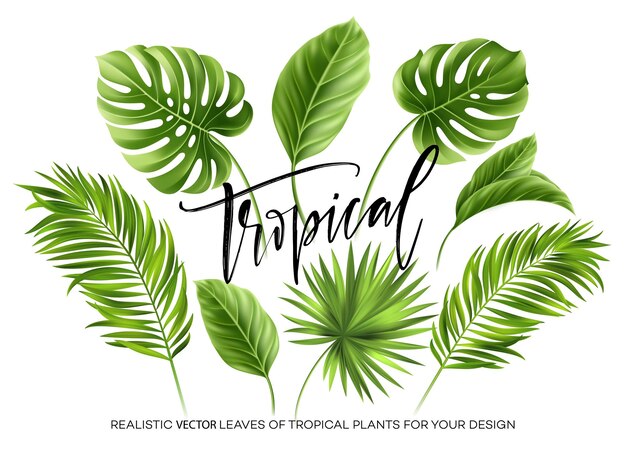 Tropical palm leaves set isolated on white background.