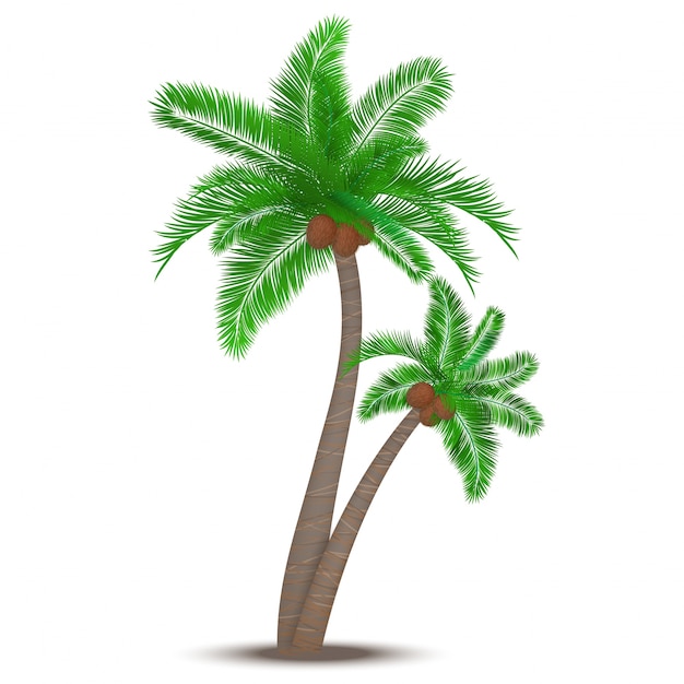 Free Vector tropical palm tree with coconuts symbol isolated vector illustration