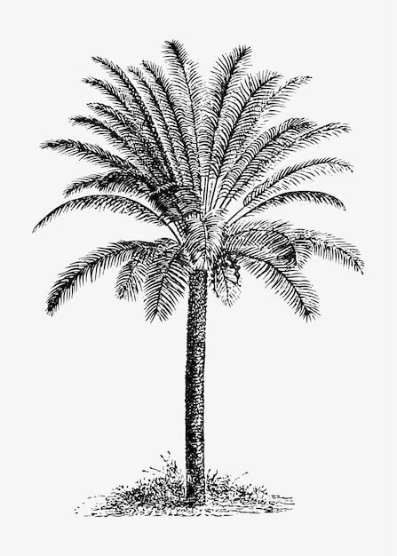 Free Vector tropical palm tree