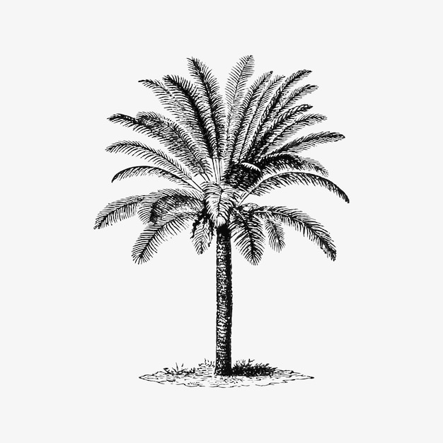 Tropical palm tree