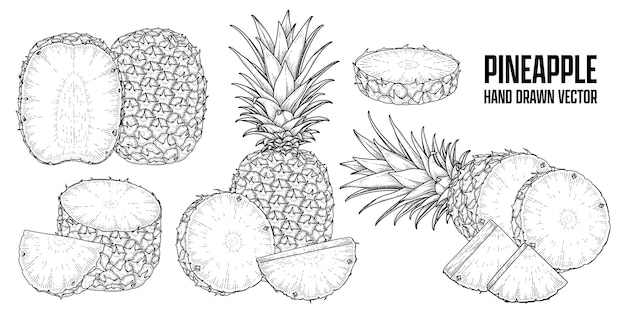 Tropical plant Pineapple Hand drawn Sketch vector Botanical illustrations