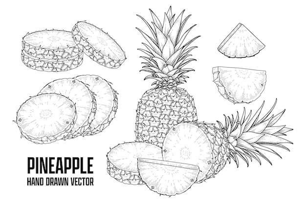 Free Vector tropical plant pineapple hand drawn sketch vector botanical illustrations