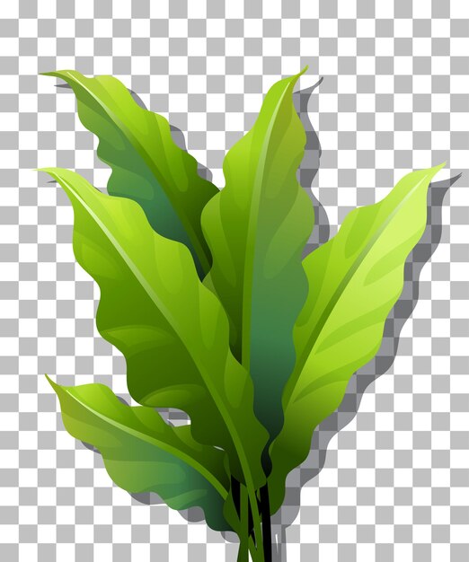 Tropical plant on transparent background