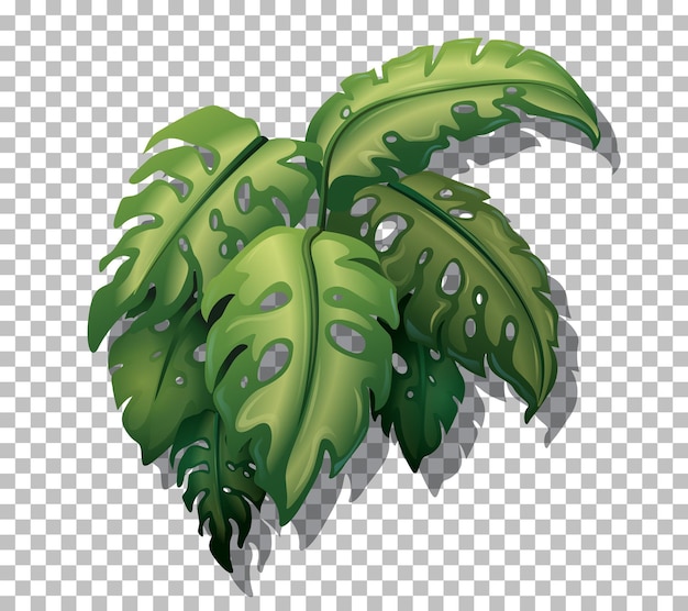 Free vector tropical plant on transparent background