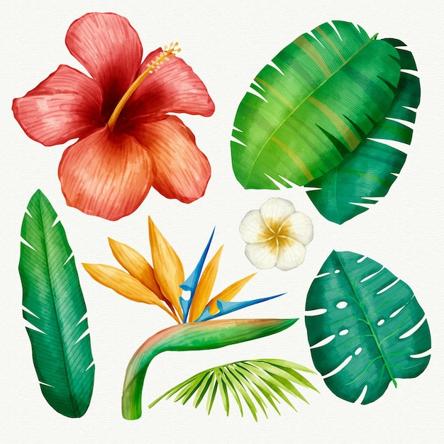 Tropical plants collection illustrated