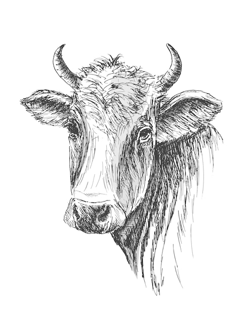 Free vector tshirt print face of cow hand drawn sketch on white background