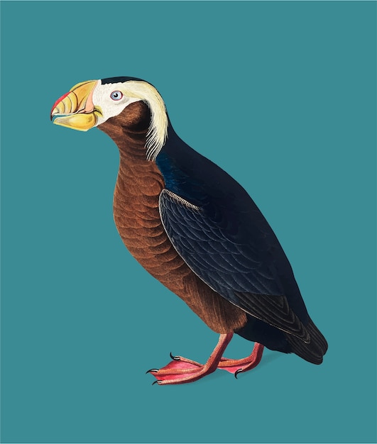 Free Vector tufted auk illustration