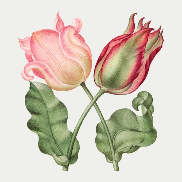 Free Vector tulip spring flower botanical vintage illustration