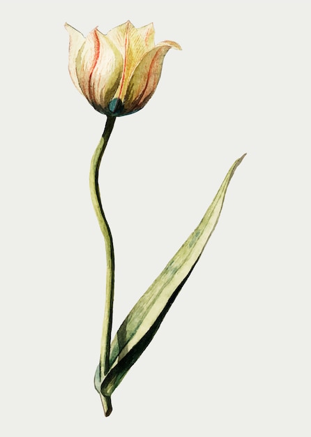 Free Vector tulip in vintage style