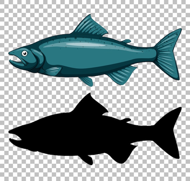 Tuna fish with its silhouette on transparent 