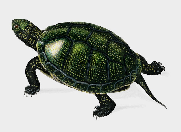 Free Vector turtle 