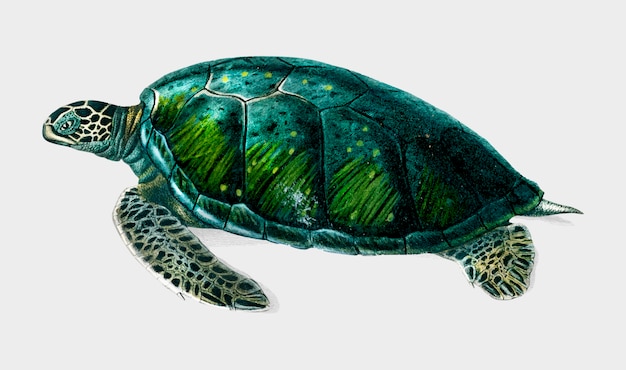 Free Vector turtle 