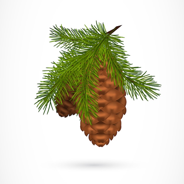 Free Vector twig with pine cones