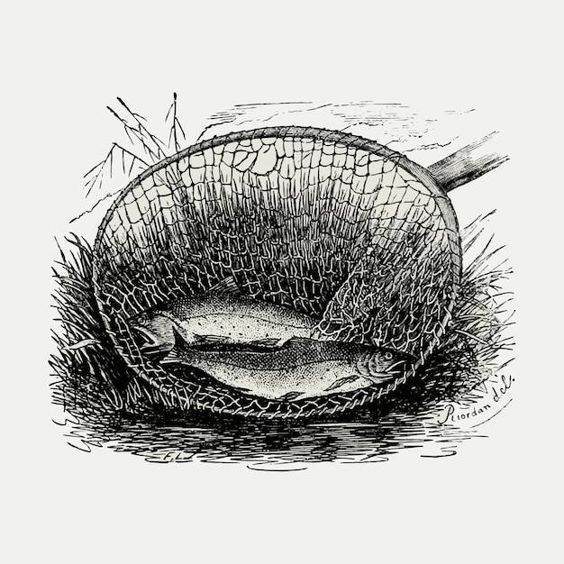 Free vector two fishes in a net vintage illustration