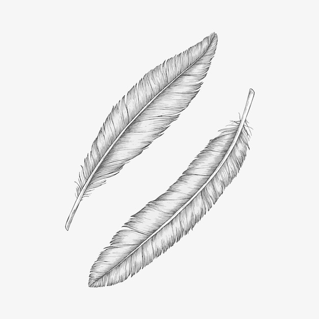 Free Vector two hand drawn bird feathers