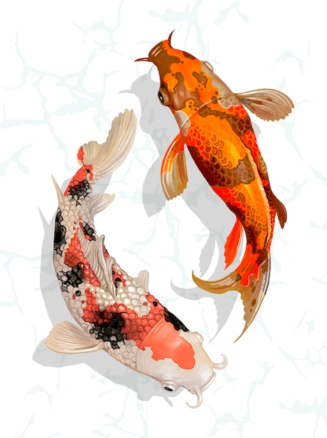 Free Vector two japanese koi fish swimming