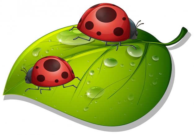 Free Vector two ladybugs on green leaf on white 