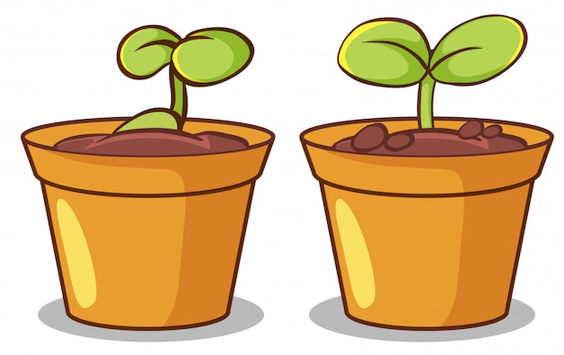 Free Vector two pots of plants