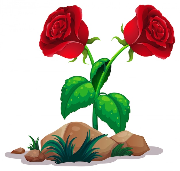 Free Vector two red roses on white 