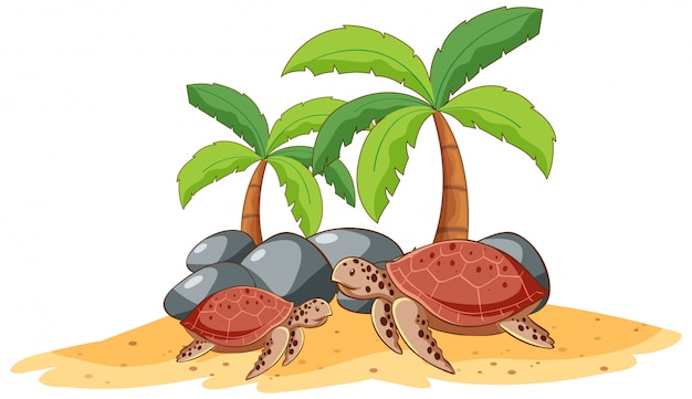 Two sea turtles on white background