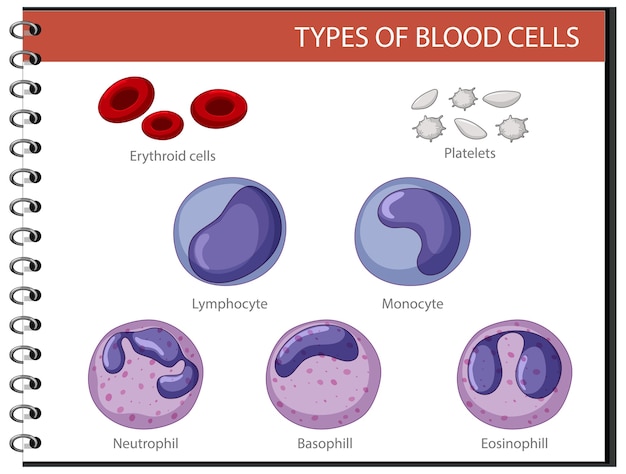 Free vector type of blood cells