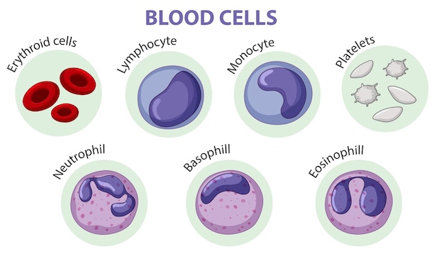 Free Vector type of blood cells