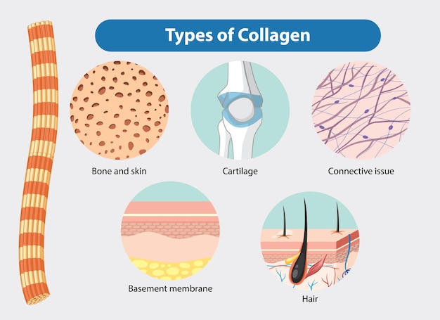 Free Vector types of collagen in the body