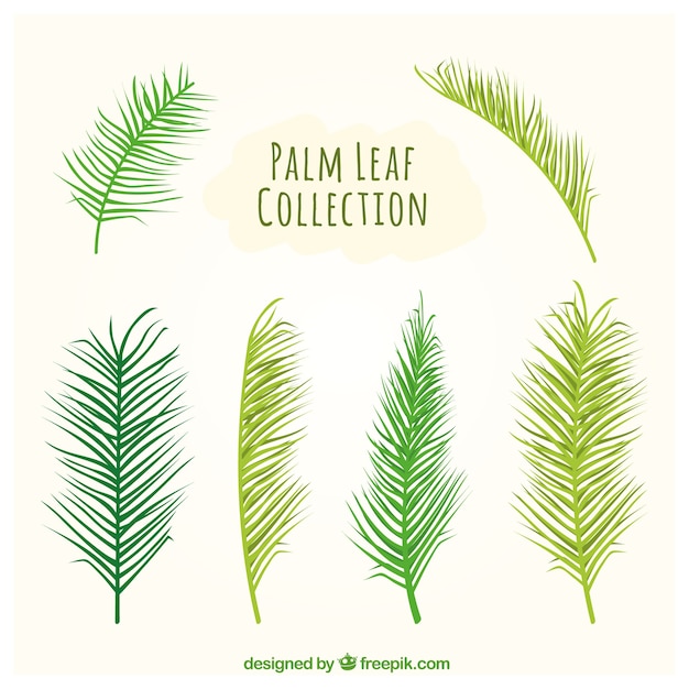 Free Vector types of palm leaves set