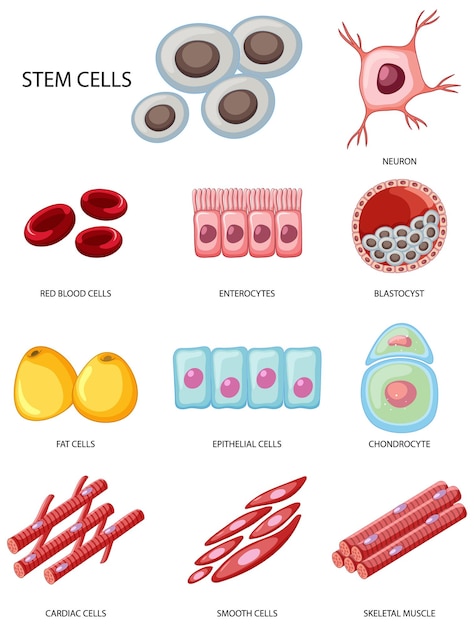 Free Vector types of stem cells on white background