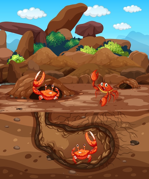 Free vector underground animal hole with many crabs