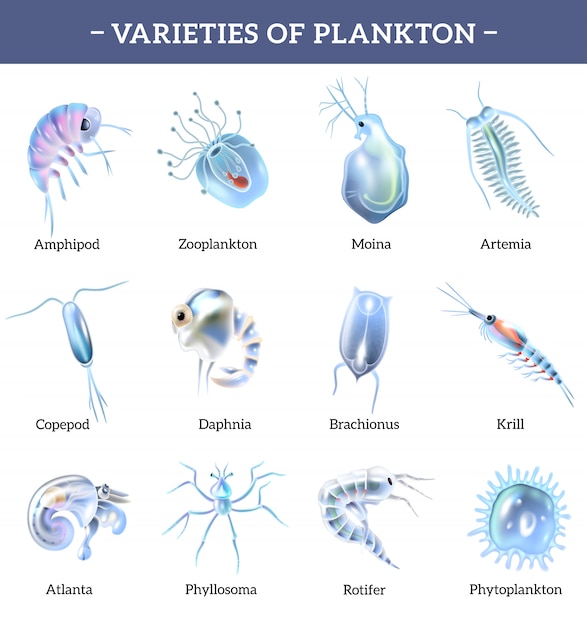 Free Vector varieties of plankton isolated icons set with text explanation cartoon  illustration