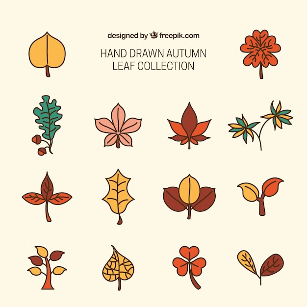 Free vector variety of autumn leaves